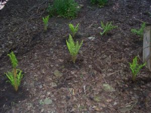 Newly planted ferns at Emerald View Park