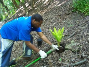 Planting ferns at Emerald View Park